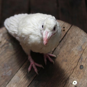 Needle Felted bird. White raven. image 2