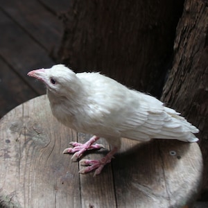 Needle Felted bird. White raven. image 1