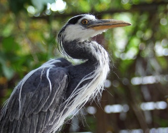 Needle Felted Bird. Blue heron