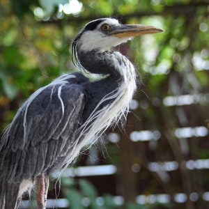 Needle Felted Bird. Blue heron