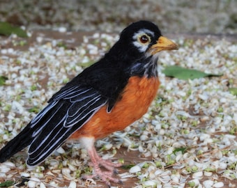 Needle Felted  bird. American Robin. Life Size. Soft Sculpture. Made to order