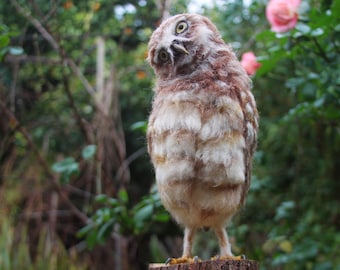 Needle Felted  Owl, Burrowing Owl, Needle Felted Bird, Needle felted bird sculpture, Owl  Faux taxidermy, Owl decor, Owl sculpture, Owl gift