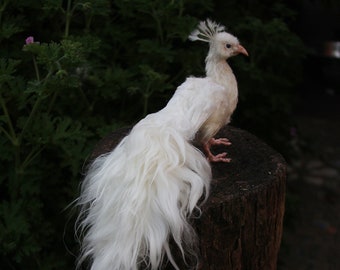 Needle Felted  Bird, White Peacock . Art wool felted bird , Needle felted Peacock, Beautiful gif for her, Art bird dollt