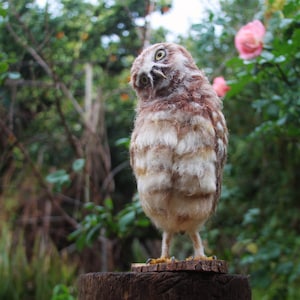 Needle Felted Owl, Burrowing Owl, Needle Felted Bird, Needle felted bird sculpture, Owl Faux taxidermy, Owl decor, Owl sculpture, Owl gift image 1