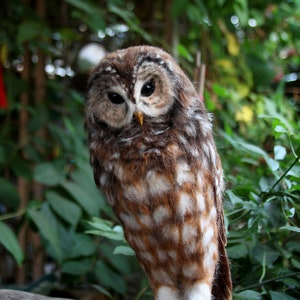 Needle Felted Owl. Mexican spotted owl. image 2