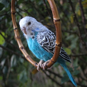 Wellensittich. Papagei Vogel Nadelgefilzter Vogel Vogel Skulptur Blauer Wellensittich Nadelgefilzter Wellensittich Bild 1