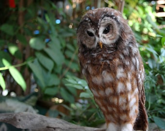 Needle Felted  Owl. Mexican spotted owl.