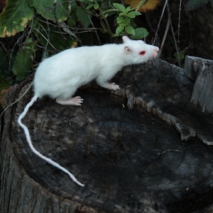 Needle Felted Animals .Wistar Laboratory Rat. Life size.