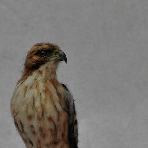 Needle Felted Bird Needle felted Red Tailed hawk Wild Bird Felt bird Bird Lovers Bird made to your order image 3