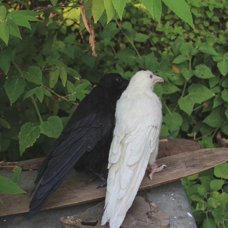 Needle Felted bird. White raven. image 4