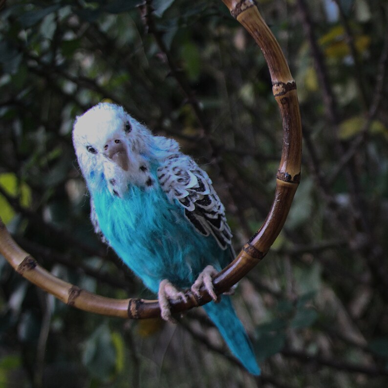 Wellensittich. Papagei Vogel Nadelgefilzter Vogel Vogel Skulptur Blauer Wellensittich Nadelgefilzter Wellensittich Bild 2
