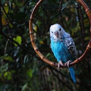 Wellensittich. Papagei Vogel Nadelgefilzter Vogel Vogel Skulptur Blauer Wellensittich Nadelgefilzter Wellensittich Bild 4