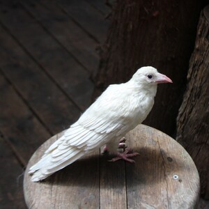 Needle Felted bird. White raven. image 8