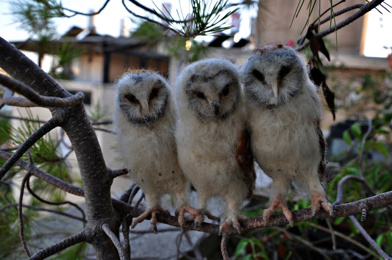 Needle Felted Owl . Needle felted tiny owl .Needle felt realistic owl. .Barn owl. Animal lover gift image 2