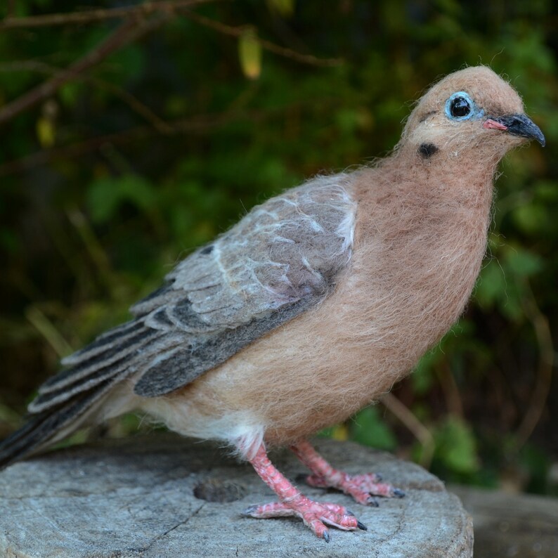 Needle Felted Bird . Mourning Dove. Life Size .made to Order Etsy