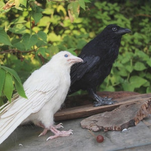 Needle Felted bird. White raven. image 3