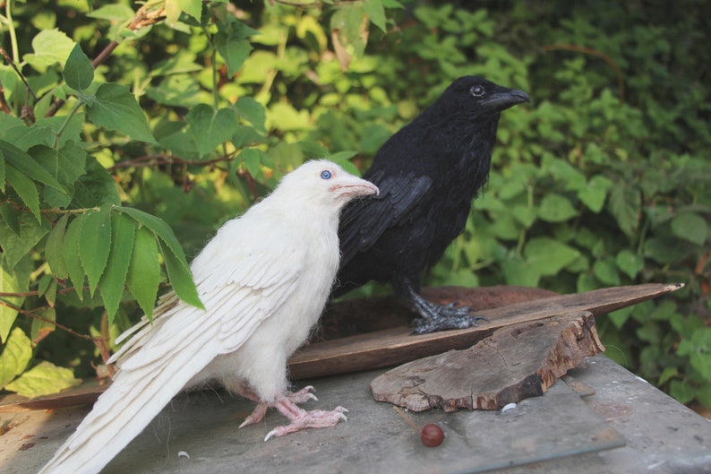 Needle Felted bird. White raven. image 3