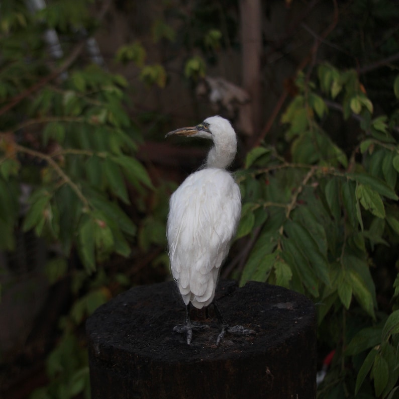 Needle Felted White Heron. image 2