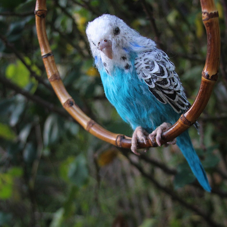 Wellensittich. Papagei Vogel Nadelgefilzter Vogel Vogel Skulptur Blauer Wellensittich Nadelgefilzter Wellensittich Bild 7