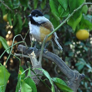 Needle felted Chickadee bird. Made to order. image 8