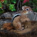 Needle Felted   Animal. Chipmunk. Made to custom order product logo