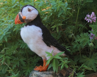 Needle felted  bird puffin. Wool bird sculpture .Made to order