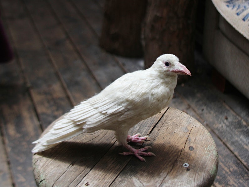 Needle Felted bird. White raven. image 9