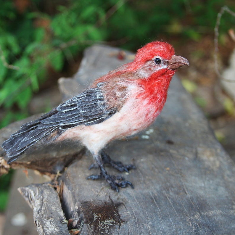 Needle Felted bird. House finch . image 4