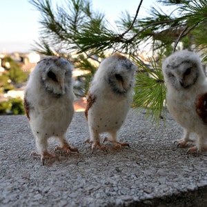 Needle Felted Owl . Needle felted tiny owl .Needle felt realistic owl. .Barn owl. Animal lover gift image 3