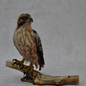 Needle Felted Bird Needle felted Red Tailed hawk Wild Bird Felt bird Bird Lovers Bird made to your order image 4