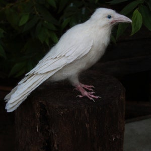 Needle Felted bird. White raven. image 7