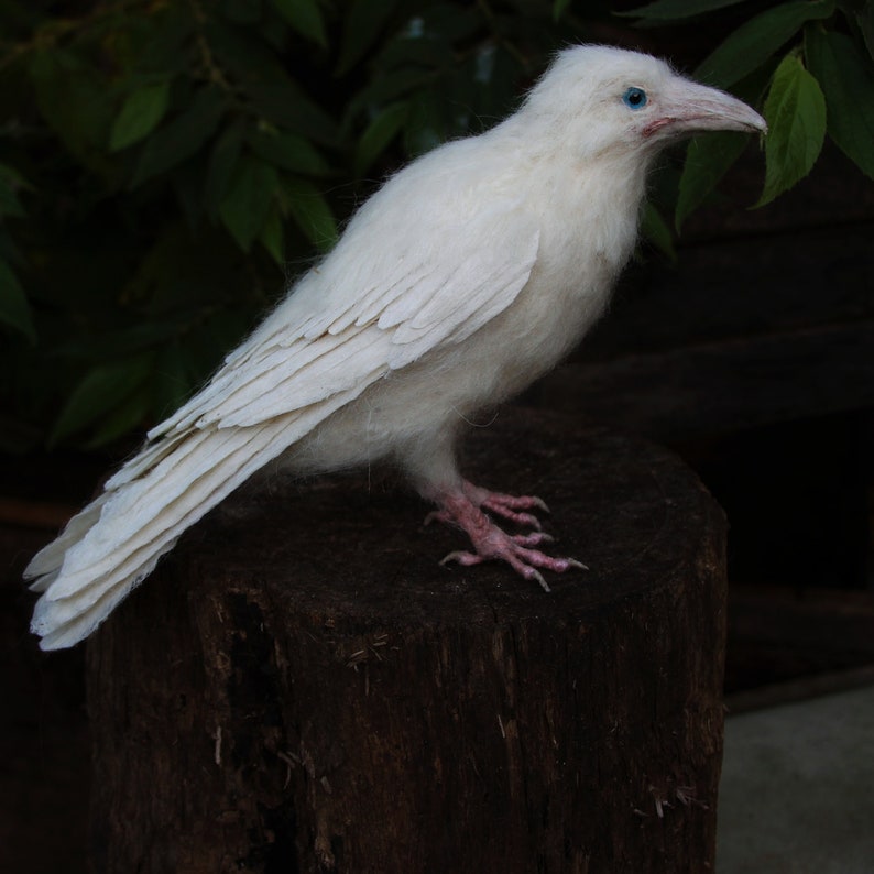 Needle Felted bird. White raven. image 7