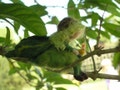 Needle Felted Wool Fairy Green fairy-soft sculpture-Waldorf inspired standing doll-For custom orders product logo