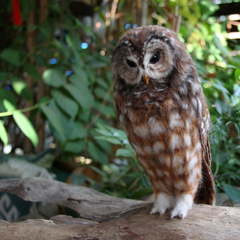 Needle Felted Owl. Mexican spotted owl. image 1