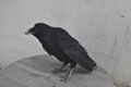 Needle Felted  bird. Black raven. product logo