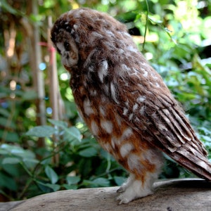 Needle Felted Owl. Mexican spotted owl. image 5