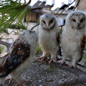 Needle Felted Owl . Needle felted tiny owl .Needle felt realistic owl. .Barn owl. Animal lover gift image 4