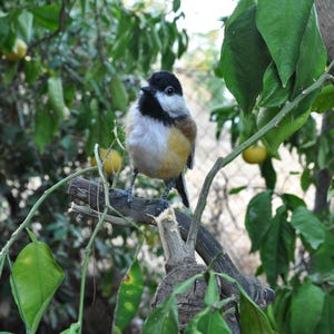 Needle felted Chickadee bird. Made to order. image 7