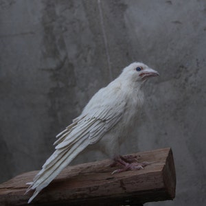 Needle Felted bird. White raven. image 5