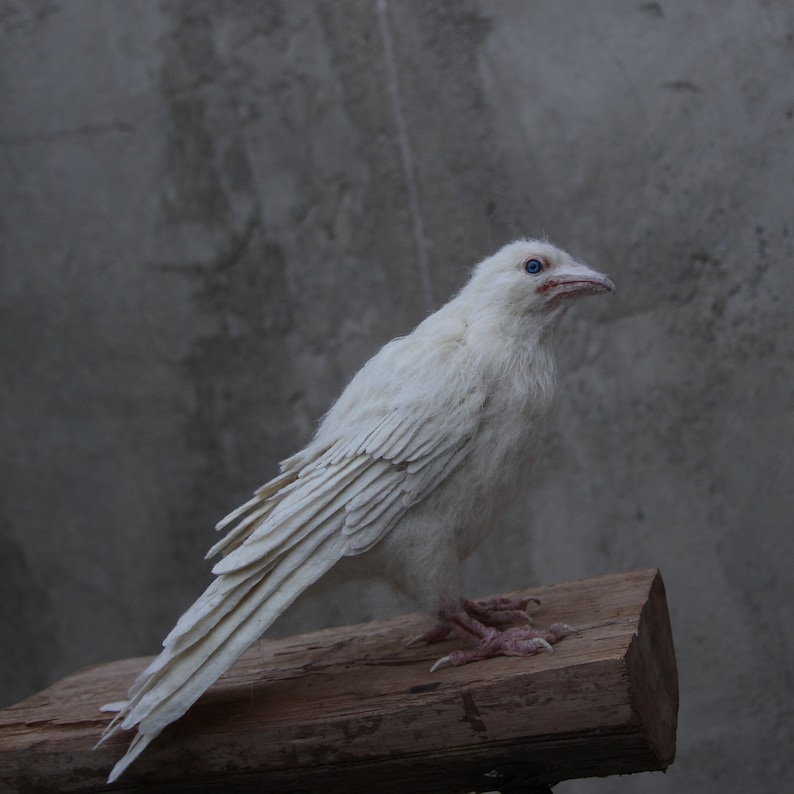 Needle Felted bird. White raven. image 5