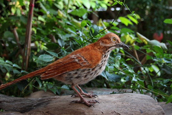 thrasher animal