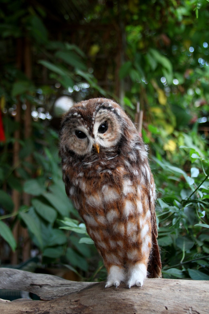 Needle Felted Owl. Mexican spotted owl. image 2