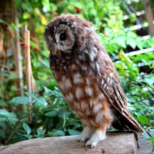 Needle Felted Owl. Mexican spotted owl. image 6