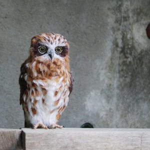 Needle felted Australian Boobook Owl. Needle felted bird. Fiber art soft sculpture