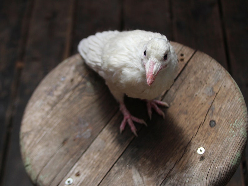 Needle Felted bird. White raven. image 2