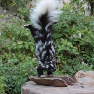 Needle Felted  Animals/Needle felted skunk/Spotted skunk sculpture/ Needle felt sculpture.