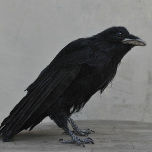 Needle Felted bird. Black raven. image 8