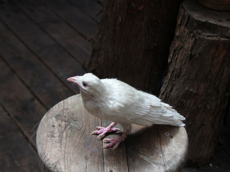 Needle Felted bird. White raven. image 1