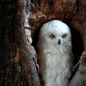 Needle Felted Bird. White felt Owl . Needle felted owl. image 2