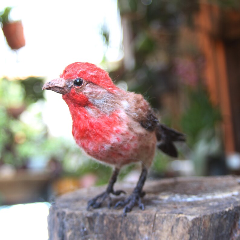 Needle Felted bird. House finch . image 7